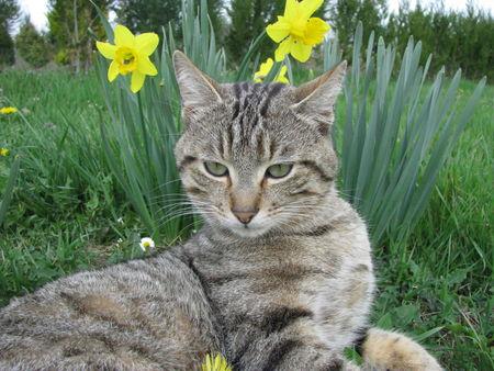 Chat fleuri