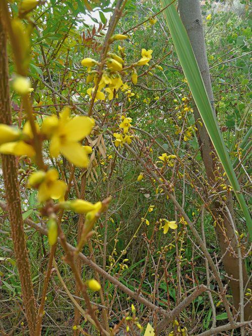 Mars 2010 : un début de floraison décalé !