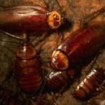 article_cockroaches-300x196 cafards