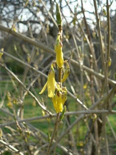 Soleil printanier Soleil printanier