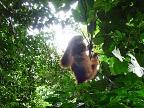 Enfin un orang outang!