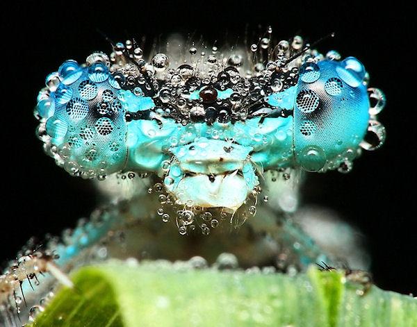 photo insecte gouttelette eau macro