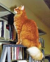 Un chat célèbre: Dewey de Vicki Myron Un chat célèbre: Dewey de Vicki Myron
