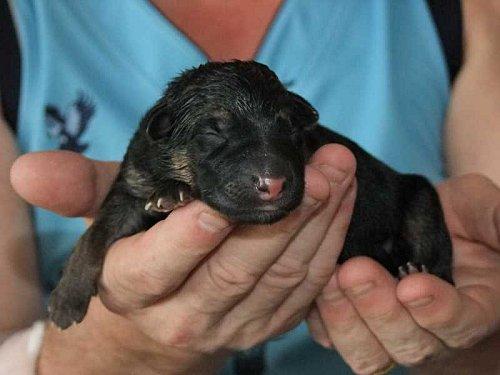 Un nouveau bébé parmi la communauté française d’Udonthani. DSCF3723