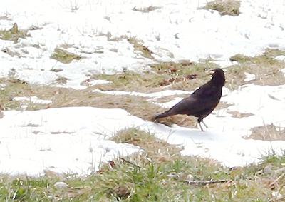 Photos du jour: le 2 avril 2010 La Chaux-de-Fonds: corneille