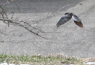 Photos du jour: le 2 avril 2010 La Chaux-de-Fonds: corneille