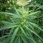 200px-Hanf05-w cannabis