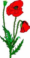 coquelicot.gif