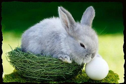 Pâques lapin-90817.jpg