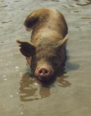 Cochon nageur.jpg