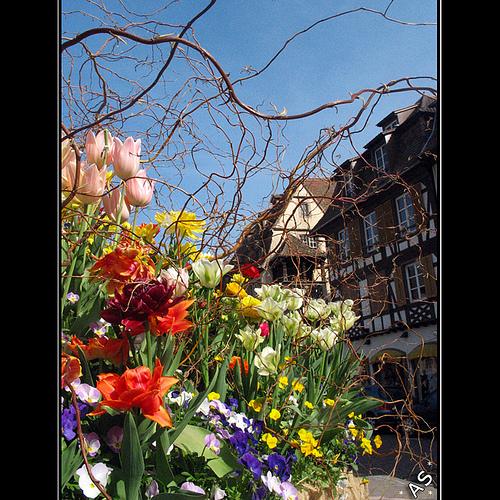 Obernai - Printemps en Alsace par Pixanne