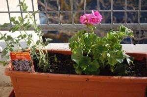 Balcon1 Pâques au balcon ?