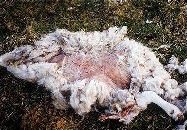 Grisly ... sheep left mutilated in UFO hotspots - Soliblog