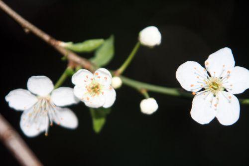 myrobolan fleurs 31 mars 005.jpg