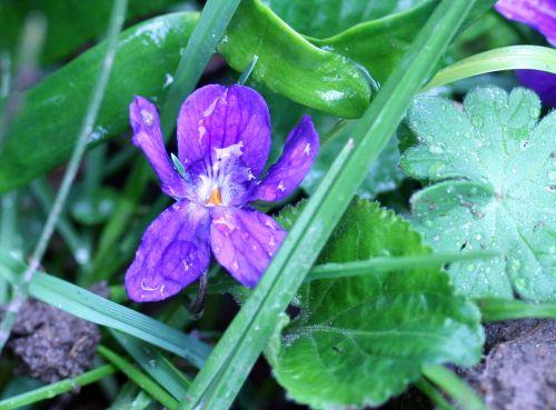 violette près lorrez 27 mars 020.jpg