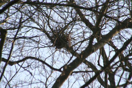 La dure vie des pies pies nid veneux 15 mars 011.jpg