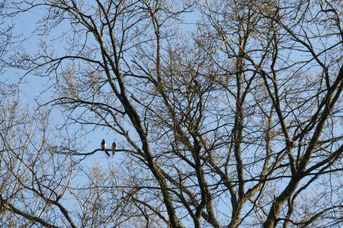 La dure vie des pies pies autre couple veneux 15 mars 023.jpg