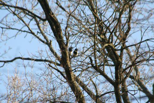 La dure vie des pies pies autre couple veneux 15 mars 035.jpg