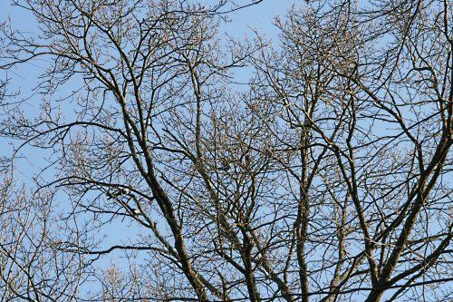 La dure vie des pies pies s'affrontent p veneux 15 mars 025.jpg