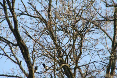 La dure vie des pies pies s'affrontent veneux 15 mars 033.jpg