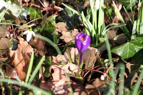 crocus violet veneux 26 fev 016.jpg