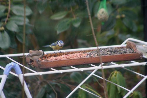 La nonnette nonnette bleue veneux 14 janvier 006.jpg