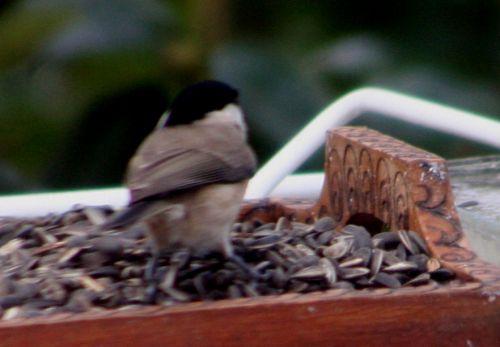 La nonnette nonnette pr veneux 14 janvier 004.jpg