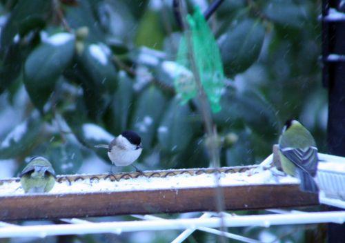 La nonnette nonnette bleue charb veneux 11 février 038.jpg