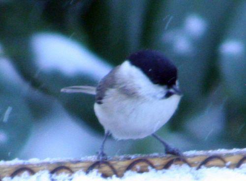 La nonnette nonnette veneux 11 février 038.jpg