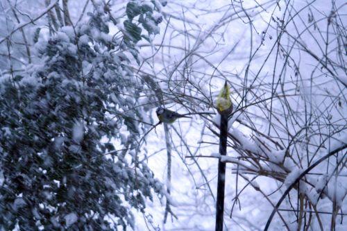 veneux bleue lierre10 février 048.jpg