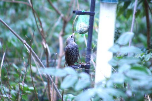 Rupture de stock étourneau 8 février 001.jpg