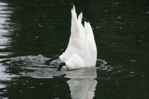 cygne 11 oct 007.jpg