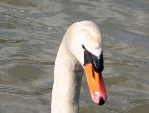 cygne pr 28 mars 2007 023.jpg