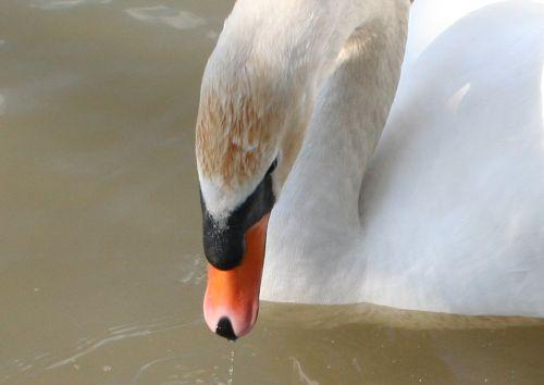 cygne pr 28 mars 2007 019.jpg