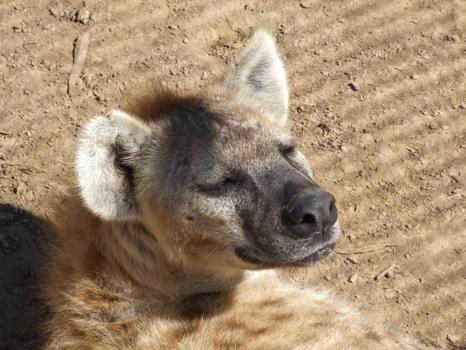 Les informations cachées dans le rire des hyènes