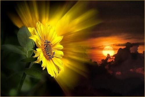 CREDO POUR LA VIE 1841547