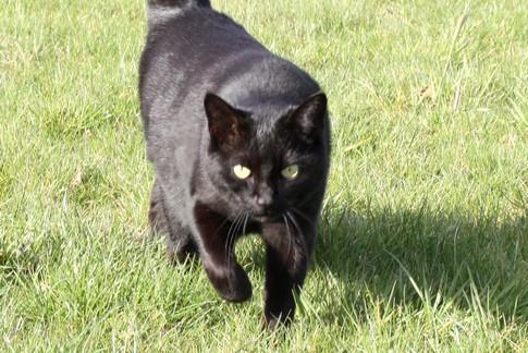 Les deux chattes. Les deux chattes.