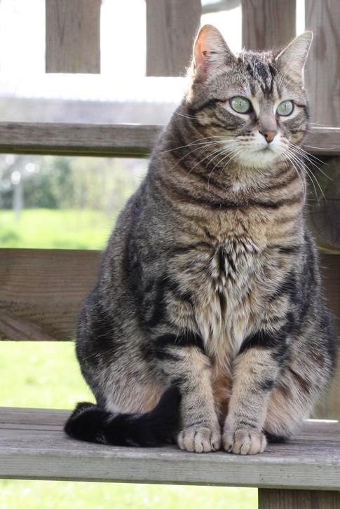 Les deux chattes. Les deux chattes.