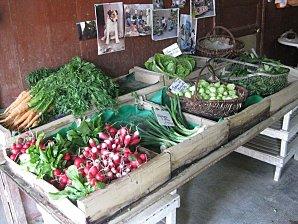 En attendant que ça pousse ! blog-ma-ferme.jpg