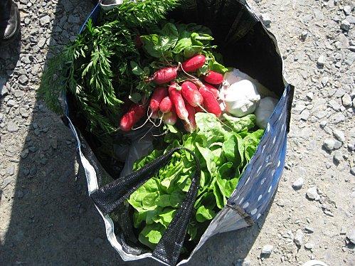 En attendant que ça pousse ! blog-ma-ferme-2.jpg