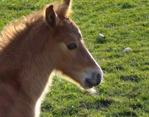 Mise en scène du Petit Prince, nouvelle intervention (3/4) HPIM1006.JPG