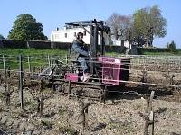 Un petit chenillard dans les vignes de Mirebeau