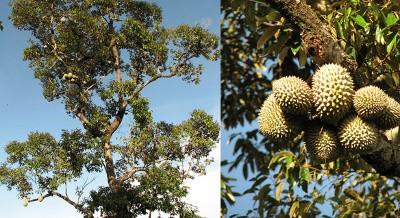 durian-smelly-fruit-02.jpg