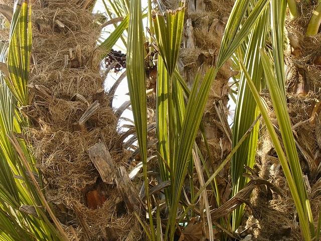 FLUTIAU DU JOUR FLUTIAU DU JOUR