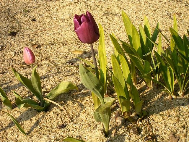 FLUTIAU DU JOUR FLUTIAU DU JOUR