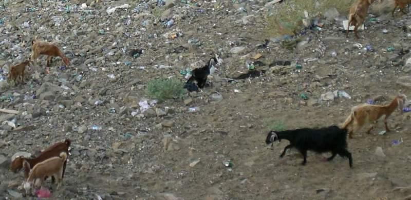 chevres Herbes rares (Marie-Ange Sebasti)