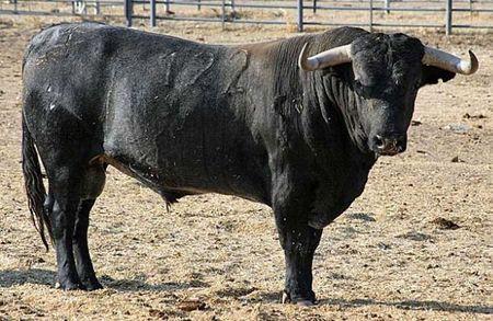 LA DECADENCE DES VICTORINOS ? victorino