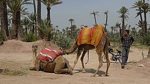 Le retour... P1010263.JPG