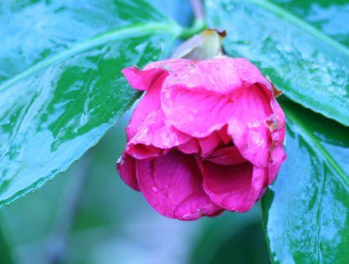 Camellia 'Gloire de Nantes' gloire bouton veneux 3 janvier 020.jpg