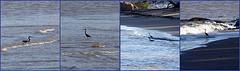 Picnik collage aigrette